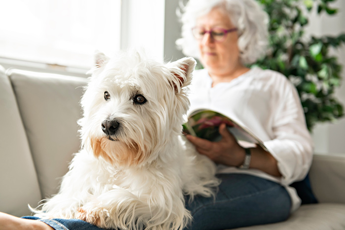 Westie sitting on an old woman's lap at couch