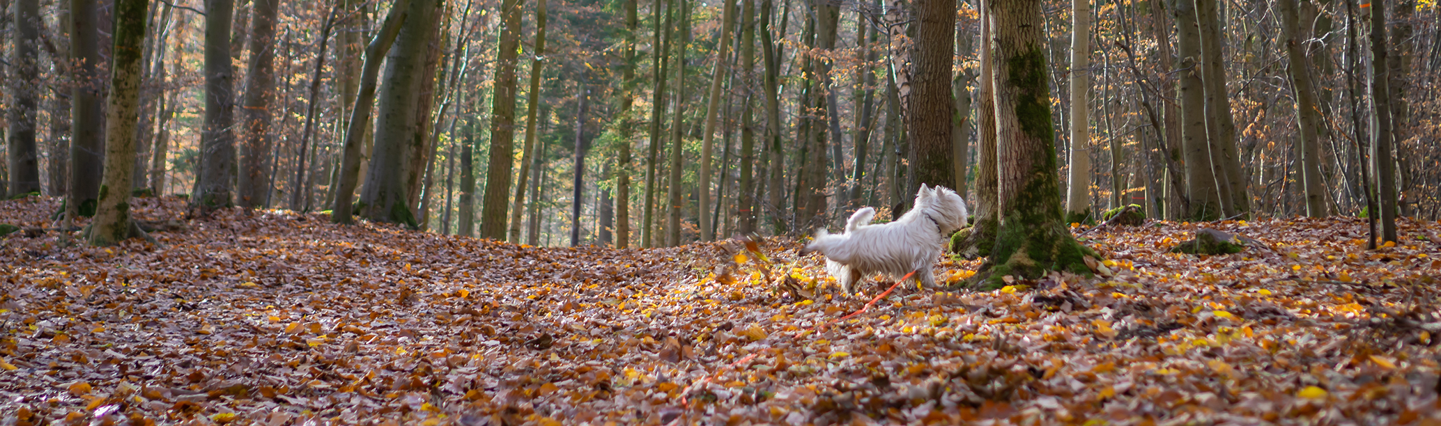 Westie walking in the forest