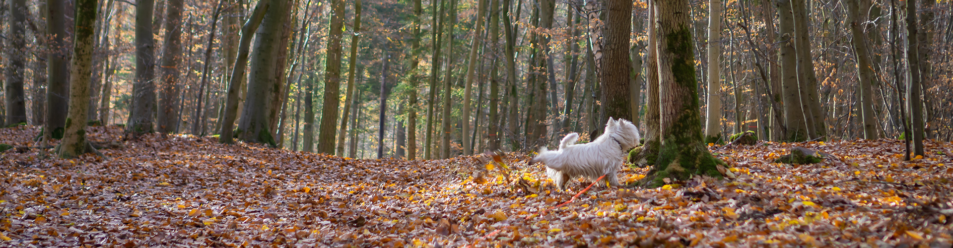 Westie walking in the forest