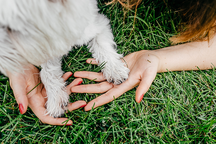 Dog paw and woman hand together