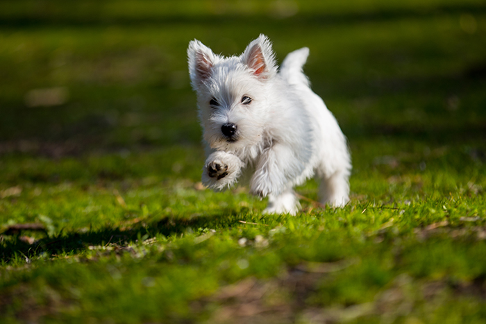 Running Westie